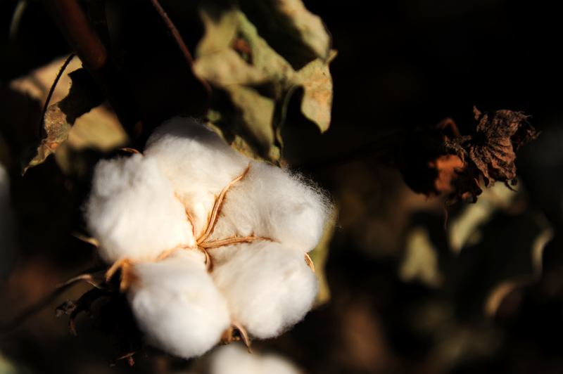 美棉强势上涨但后劲不足