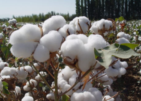 郑棉短期震荡运行