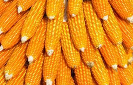 基本面支撑玉米淀粉上涨