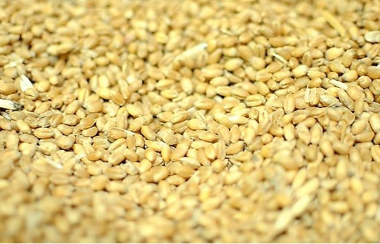 豆粕价格有望振荡中小幅上行