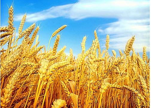 美国天气干燥 小麦期价受压制