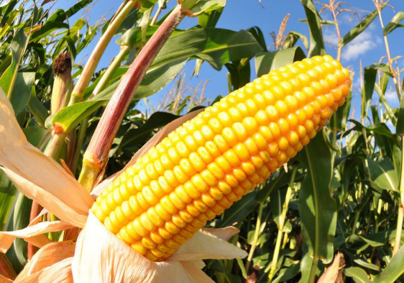 玉米期货偏多格局难改