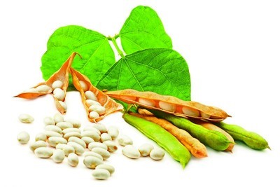 CBOT豆类期货小幅反弹