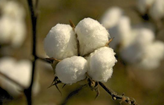 棉花外强内弱格局将延续