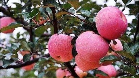 苹果期货上市有望改变行业现状