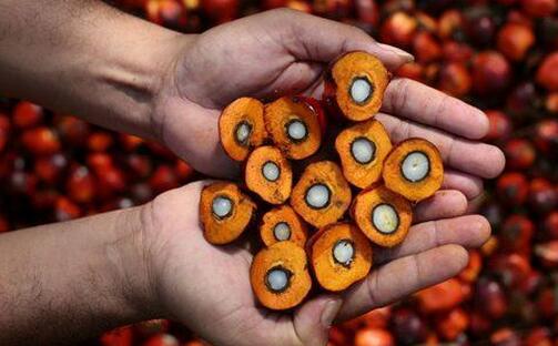 库存高企拖累棕榈油期货收跌