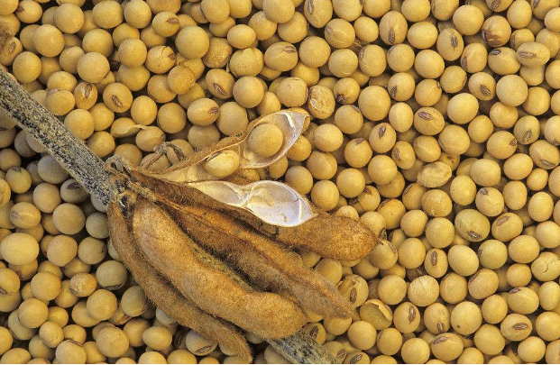 美国对华出口大豆半数不符质检新规