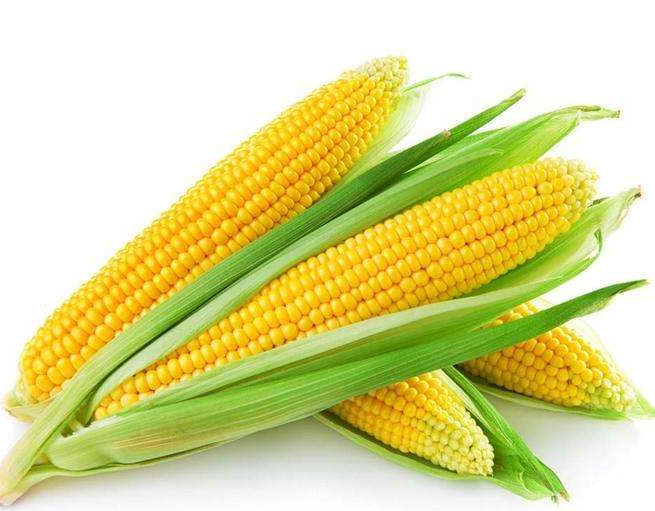 中信建投期货:玉米 “保险+期货”项目完成现场赔付