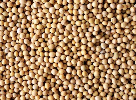 大豆期货价格连续第三日收涨