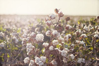 郑商所:期现结合推动棉花产业链进入换档期
