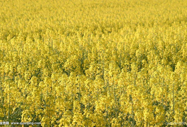 洲际交易所:因投机商做多 油菜籽期货市场收盘上涨