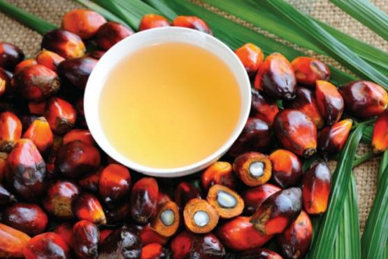 因交易商预期棕榈油产量将下降 棕榈油期货反弹