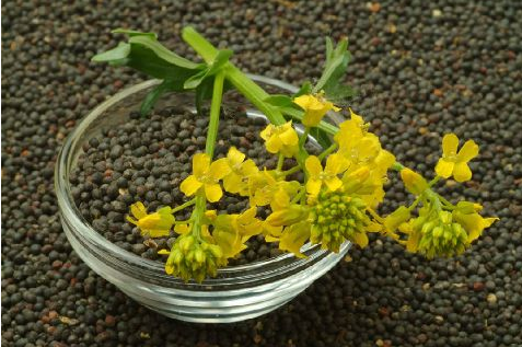 洲际交易所:油菜籽期货收盘在窄幅区间内涨跌互现