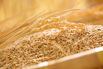 稻米市场旺季不旺 下行风险加剧