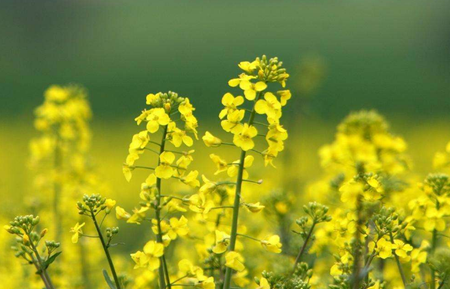 洲际交易所:因加元汇率走软 油菜籽期货市场上涨