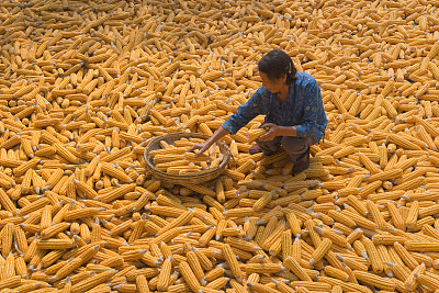玉米去库存任务较重 重回2000高位目标或落空