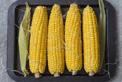 现货交易清淡 玉米期货收窄波动区间